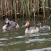 Great Crsted Grebe